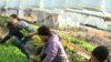 The Appeal of Urban Farming