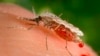 Scientists Find Evidence of Drug-Resistant Form of Malaria