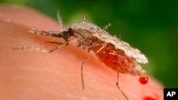 This file photo provided by the Centers for Disease Control and Prevention (CDC) shows a feeding female Anopheles Stephensi mosquito. (James Gathany/CDC via AP, File)