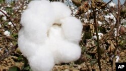 Cotton grows in a field near Keo, Ark., before being harvested.