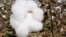 Cotton grows in a field near Keo, Ark., before being harvested.