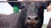 US Again Raising Beef for Chinese Consumers
