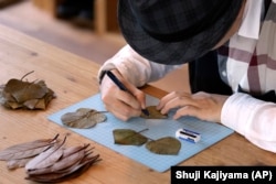 Japanese leaf-cutting artist, who goes by the name Lito, outlines on the leaf with a pen for his work in Tokyo Wednesday, Nov. 27, 2024. (AP Photo/Shuji Kajiyama)