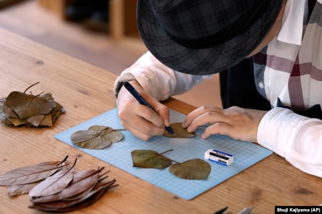 Japanese leaf-cutting artist, who goes by the name Lito, outlines on the leaf with a pen for his work in Tokyo Wednesday, Nov. 27, 2024. (AP Photo/Shuji Kajiyama)