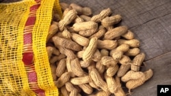 Peanuts are a popular snack. But more and more children are becoming allergic to them. There may be a way to stop that from happening. (AP Photo/U.S. Dept. of Agriculture, Ken Hammond)