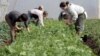 Rising Number of Young Americans Leaving Jobs to Farm