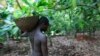 Falling Cocoa Prices Hit African Farmers