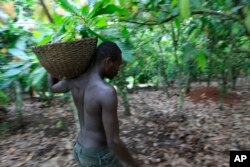 FILE - A farmer walks among cocoa trees on a farm outside the village of Fangolo, near Duekoue, Ivory Coast, May 31, 2011.