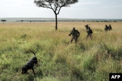 Le garde kenyan de l'unité canine Maseto Sampei tient son chien lors d'un entraînement dans le Triangle Mara, la partie nord-ouest de la réserve nationale de Masai Mara gérée par l'organisation Mara Conservancy, au sud du Kenya, le 24 janvier 2018.