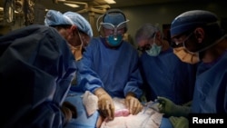Nhóm phẫu thuật kiểm tra dấu hiệu đào thải trên quả lợn thận được cấy ghép cho bệnh nhân ở bệnh viện Langone của trường Đại học New York, Hoa Kỳ.