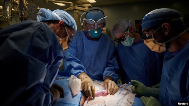 Nhóm phẫu thuật kiểm tra dấu hiệu đào thải trên quả lợn thận được cấy ghép cho bệnh nhân ở bệnh viện Langone của trường Đại học New York, Hoa Kỳ.