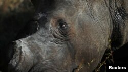 A tranquillised rhino is seen after dehorning, amid mounting fears of a rebound in rhino poaching, as the coronavirus disease (COVID-19) travel restrictions ease, at the Balule Nature Reserve in Hoedspruit, Limpopo province, South Africa April 26, 2021. 