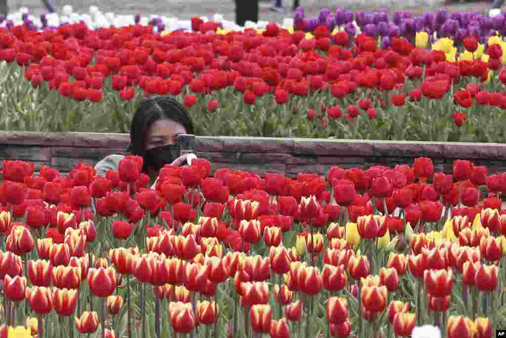 A woman takes pictures of tulips at a park in Goyang, South Korea.