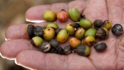 Central Americans Affected By Coffee Rust, Drought
