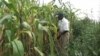 Mystery Maize Disease Strikes Kenya Farms