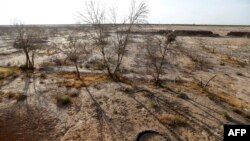 A picture taken in a abandoned village near the southern Iranian city of Sirjan shows dead pistachio trees in a field that farmers left behind because of the lack of water, Aug. 14, 2016.