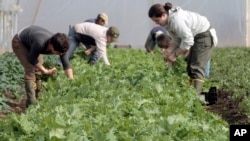 FILE - Workers harvest fresh greens for Good Eats CSA (community-supported agriculture) in Craftsbury, Vt., May 7, 2012. 