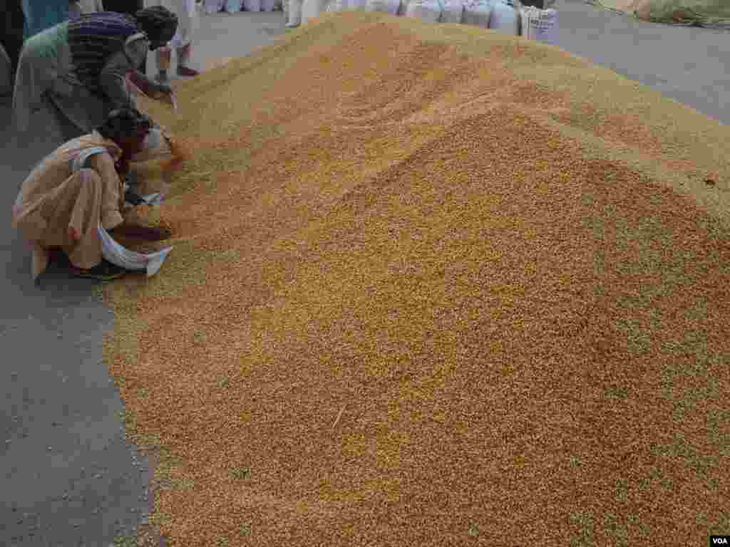 سِٹے اچھی طرح سکھانے کے بعد ان میں سے مکئی کے دانے الگ کیے جاتے ہیں اور پھر منڈیوں میں فروخت کے لیے بھجوائے جاتے ہیں۔&nbsp;