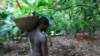 Falling Cocoa Prices Hit African Farmers