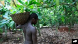 FILE - Farmer Issiaka Ouedraogo walks amongst cocoa trees on a farm outside the village of Fangolo, near Duekoue, Ivory Coast, May 31, 2011.