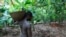 FILE - Farmer Issiaka Ouedraogo walks amongst cocoa trees on a farm outside the village of Fangolo, near Duekoue, Ivory Coast, May 31, 2011.