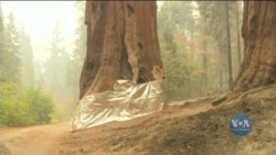 Вогнеборці у Каліфорнії захищають від пожеж гігантські секвої. Відео