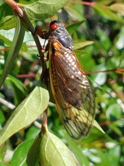 An adult cicada climbs up a bush at a forested park in Alexandria, Virginia. Scientists say billions, perhaps even trillions of the insects, may emerge during the next several weeks. (Deborah Block/VOA)