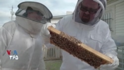 شرکت های نوپا - زنبورها و مجسمه های چوبی فلزی