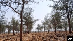 Mature Masangu trees enhance the soil on Zambian farms