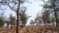 Mature Masangu trees enhance the soil on Zambian farms