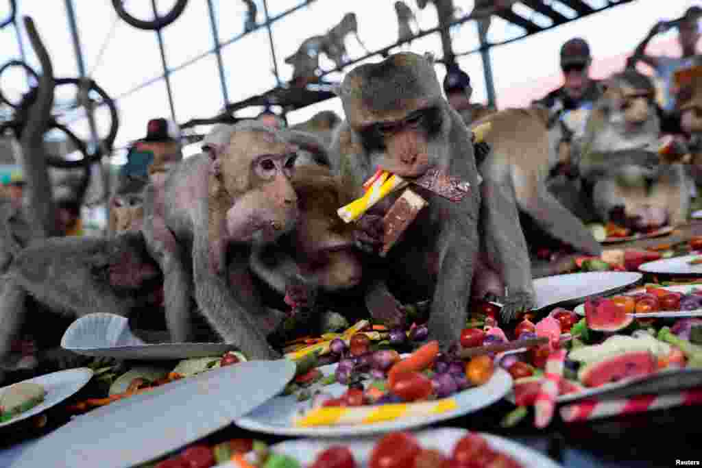 Monkeys eat food inside a new cage, which was built to temporarily detain monkeys that are captured earlier this year, in Lopburi province, Thailand.