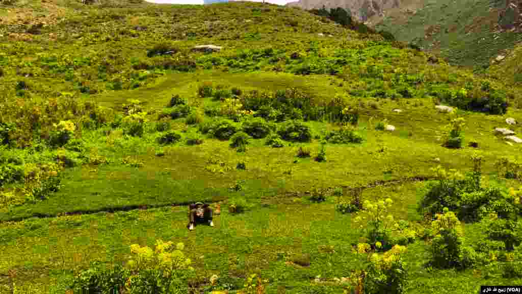 د پارون لرې پته سیمه ډیوه