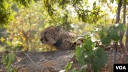 Tiga cheetah menghabiskan masa tiga minggu pertamanya di sebuah kandang sebelum dilepaskan ke Taman Nasional Liwonde di Malawi.