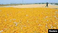 FILE - A farmer dries newly-harvested corn cobs near her field in Zhuliang village of Qingzhou, Shandong province, China, September 2013.