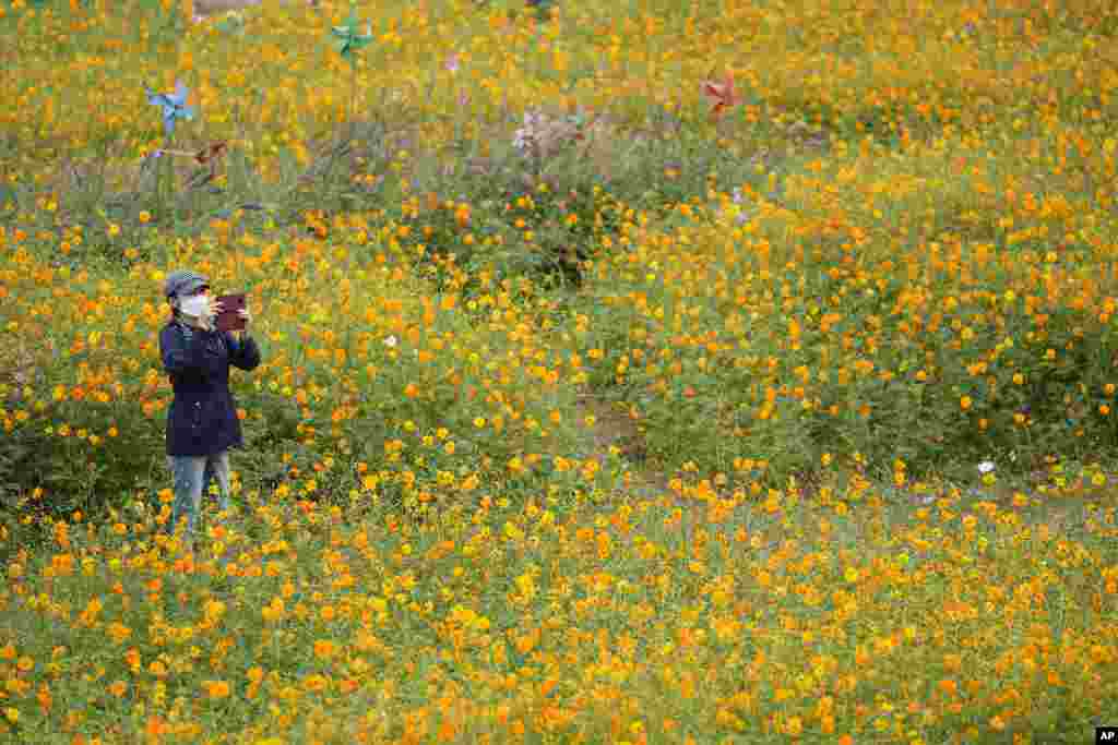 A visitor takes photos in a field of cosmos flowers in Goyang, South Korea.