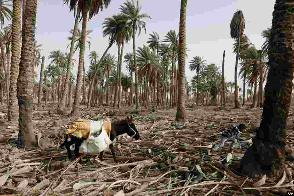 A Palestinian Bedouin boy pulls his donkey in the abandoned village of Ein Hajla near the West Bank city of Jericho.