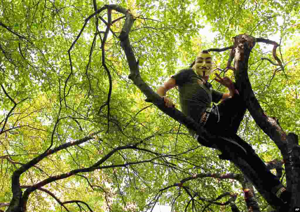 A demonstrator sits in a tree Grant Park before a march in Chicago, May 20, 2012.