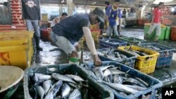 Workers sort fish at a fishing port in North Jakarta, Indonesia (March 2010 file photo)