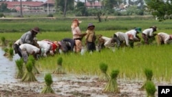 FILE - Farmers plant rice in Samroang Teav village on the outskirts of Phnom Penh, Cambodia, Aug. 23, 2015. Cambodians are expecting a 'seamless transition' when the ASEAN Economic Community (AEC) is launched in two months and hopefully heralds a second investment wave, capable of transforming this country's pool of unskilled labor into a manufacturing hub.
