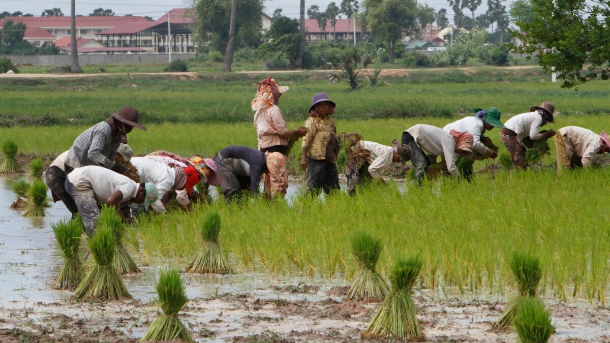 Agricultural Experts Say Cambodia Would Benefit From Organic Certifications