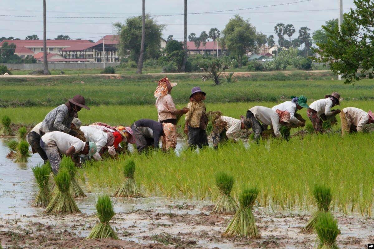 Agricultural Experts Say Cambodia Would Benefit From Organic Certifications