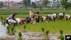 Farmers plant rice in Samroang Teav village on the outskirts of Phnom Penh, Cambodia, Aug. 23, 2015. 