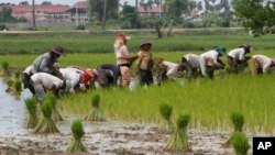 Nông dân trồng lúa trong làng Samroang Teav ở ngoại ô Phnom Penh, Campuchia, ngày 23/8/2015.