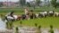 Farmers plant rice in Samroang Teav village on the outskirts of Phnom Penh, Cambodia, Aug. 23, 2015. 