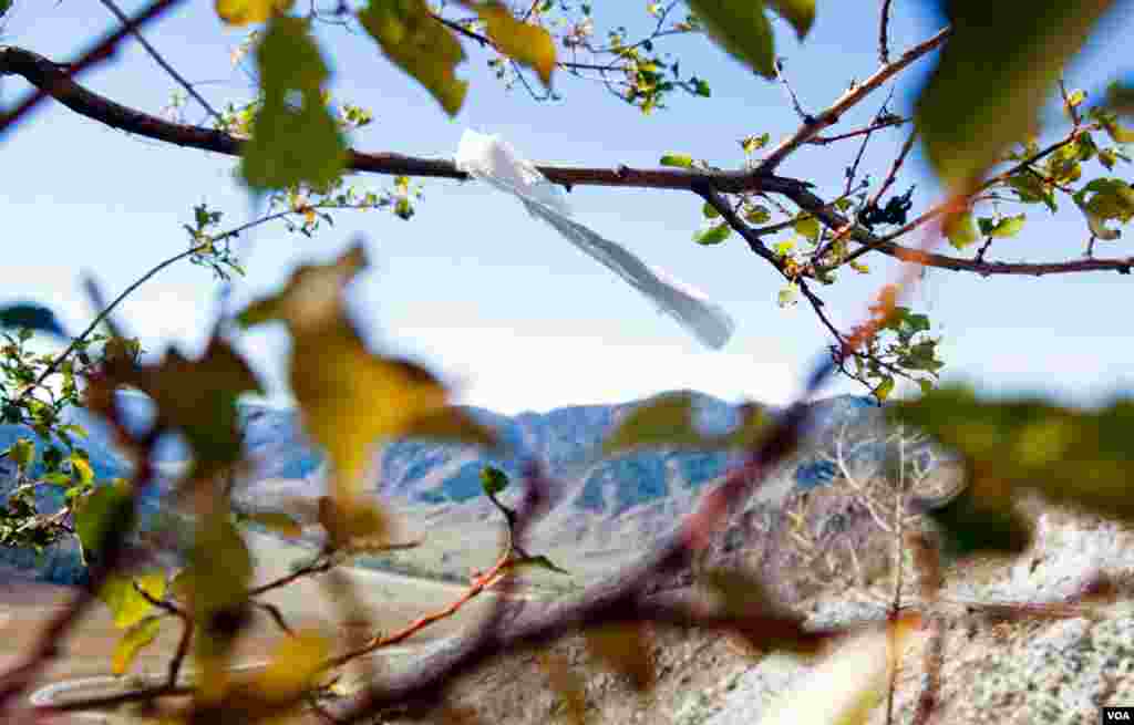 A white ribbon, a good luck totem of the mountain people&rsquo;s shamanistic faith, flutters from a larch tree overlooking a ridge of the Altai-Sayan mountains. (Vera Undritz for VOA)