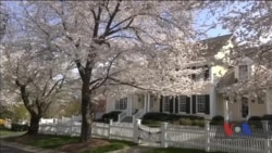 Неймовірна краса: квіт сакур у передмісті Вашингтона. Відео