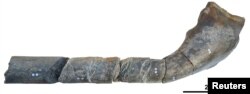 The jaw bone of a giant ichthyosaur found on an English beach is pictured in this undated handout photo obtained by Reuters, April 9, 2018.