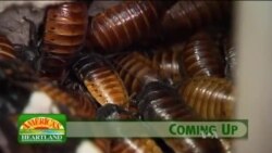 Buenos Días América 