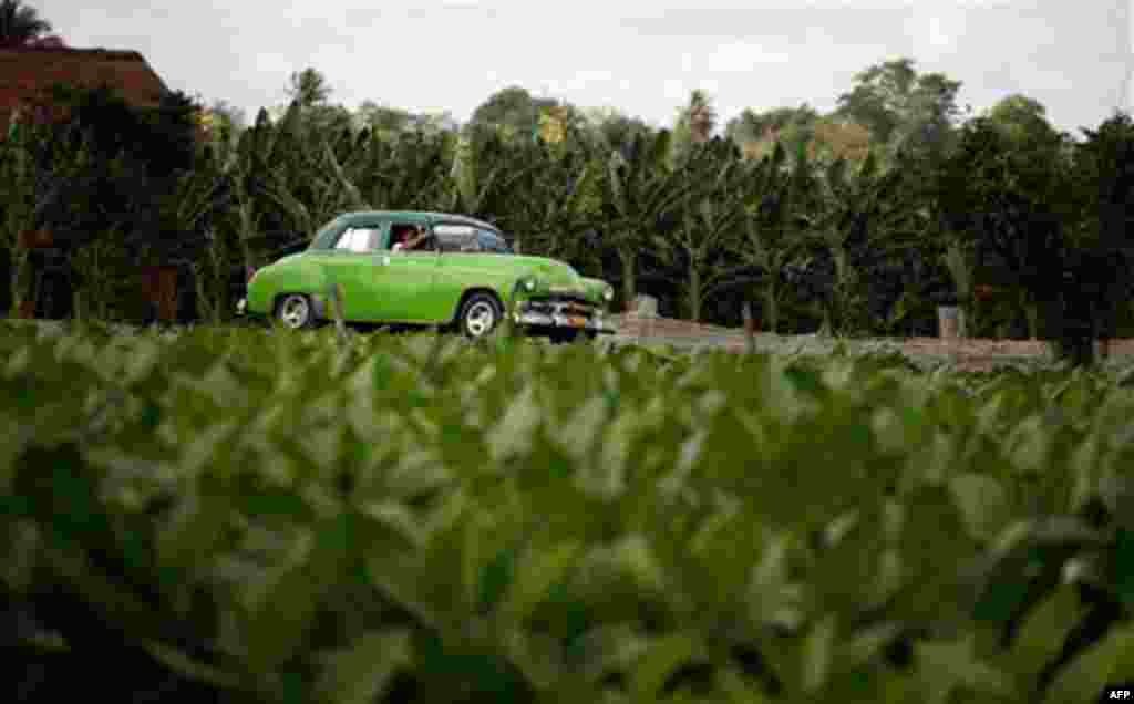 A taxi drives past a tobacco plantation in the western province of Pinar del Rio, Cuba. On the second day of the XIII International Cigar Festival, enthusiasts were taken on a tour of the plantations where the tobacco for the most sought-after premium ci