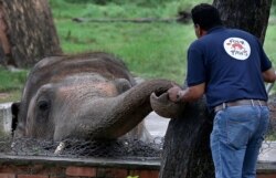 Seorang dokter hewan dari organisasi Four Paws bersama Kaavan sebelum menjalani pemeriksaan di Kebun Binatang Maragzar di Islamabad, Pakistan, 4 September 2020. (Foto: AP)